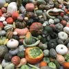A large collection of diverse squash and pumpkins in varied shapes, sizes, and colors including orange, white, green, gray, and striped varieties.