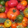 Assorted ripe and unripe heirloom tomatoes in red, orange, yellow, and green piled together.