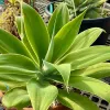 A green Agave attenuata plant in a terracotta pot, featuring long, smooth leaves arranged in a rosette shape.