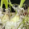 Close-up of Albuca bracteata plants with cream-colored bulbs and green shoots.