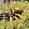 Close-up of a Dudleya edulis succulent with elongated, light green leaves tipped with pink. The plant features reddish-brown stems, creating a vibrant texture.