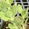 Close-up of a Kalanchoe hybrid plant with light green, velvety leaves and reddish edges, set against a dark grid background.