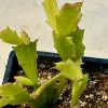 Close-up of a bright green Schlumbergera truncata plant with serrated segments in a black pot.
