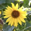 Bright yellow sunflower in full bloom with a dark brown center disk, surrounded by green foliage in a sunny garden.