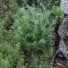 A bushy cluster of Artemisia californica (California sagebrush) with feathery green leaves surrounded by yellow-flowering plants, set against a backdrop of natural foliage and textured bark.