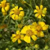 Clusters of bright yellow Bahiopsis laciniata flowers with circular petals and dense centers, surrounded by green foliage.