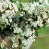 Ceanothus-verrucosus-Las-Pilitas