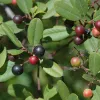 Close-up of Frangula californica berries in various stages of ripeness on a green leaf background.
