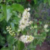 Prunus-ilicifolia-Calscape