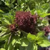 Herb-Basil-Cardinal-MG-Nella-Henninger
