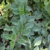 Herb-Oregano-Greek-MG-Ying-Chen