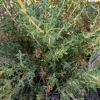 Herb-Thyme-English-MG-Ying-Chen