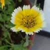 Native-CA-Smooth-Tidytips-MG-Ying-Chen