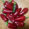 Pepper-Black-Hungarian-MG-Jacqueline-Raine