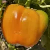 Pepper-Canary-MG-Karen-Schaffer