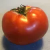Tomato-Galahad-MG-Candace-Simpson