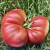 Tomato-Southern-Night-MG-Laura-Clark-Moore
