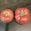 Tomato-Stump-of-the-World-MG-Sushma-Pandey