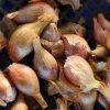Shallots-French-Red-MG-Kathy-Kaplan