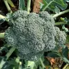 Veg-Broccoli-Gypsy-MG-Karen-Schaffer