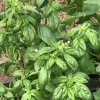 Genovese basil plants with large, glossy green leaves and small flower buds forming at stem tips, growing in a garden bed.