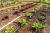 drip irrigation