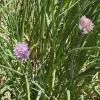 Long tubular green leaves with lavender ball flowers