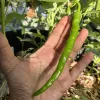 Long skinny wrinkled green pepper on the palm of a hand