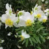 Large flowers with single ring of white petals and bright yellow stamens