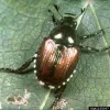 Japanese beetle UC IPM