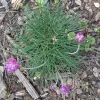 Mound of long, grass-like leaves with a few puffy round magenta flowers