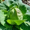 Small green cabbage