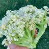 Loose cluster of white cauliflower curds on thick green stems