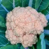 Peachy-orange cauliflower