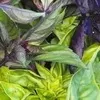 An assortment of green herb leaves
