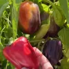 Bell peppers in shades from purple to orange/purple to red
