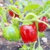 Small red and green bell shaped peppers