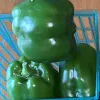 Deep green bell peppers