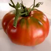 Red tomato