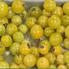 Yellow-green cherry tomatoes