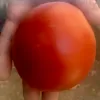 Hand holding large red tomato