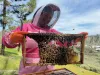 A smiling UC Master Gardener in a pink beekeeping suit and orange gloves holds a frame covered in bees, with a blue, cloudy sky in the background. There are green hills and pine trees in the background too.