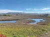 A wide view of a marshland with winding channels of water and low-lying vegetation under a bright blue sky with wispy white clouds. There is a small cluster of red flowers in the foreground, and a low mountain range in the background.A wide view of a marshland with winding channels of water and low-lying vegetation under a bright blue sky with wispy white clouds. There is a small cluster of red flowers in the foreground, and a low mountain range in the background.