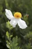 A bee flies towards a white flower with a vibrant yellow center, a Matilija Poppy, with dark green foliage in the background.