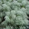 Image of Artemisia (Sage Brush) with a dense mound of soft, feathery, silvery‑green foliage. The plant has fine, thread‑like leaves that create a light, airy texture, with a few broader fuzzy leaves visible at the bottom.