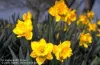 Bright yellow daffodils are blooming among tall green leaves, standing out against a softly blurred background.
