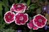 Dianthus Sweet William shows bright magenta flowers with jagged white edges growing among green leaves. A few small purple flowers appear in the background.