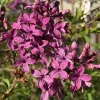 A cluster of vibrant purple flowers of lilac in full bloom, each with five delicate petals. The blossoms are grouped tightly together on slender stems, surrounded by soft green leaves. Warm sunlight highlights their rich color and intricate details, giving the scene a bright and lively feel.