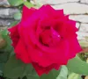 A bright red rose in full bloom, with layered velvety petals and fresh green leaves in the background.