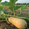 butternut squash on the vine